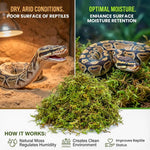 Sphagnum Moss for Reptiles – Natural Substrate for Humidity & Burrowing