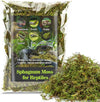Sphagnum Moss for Reptiles – Natural Substrate for Humidity & Burrowing