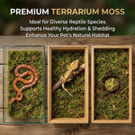 Sphagnum Moss for Reptiles – Natural Substrate for Humidity & Burrowing