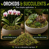 Sphagnum Moss for Reptiles – Natural Substrate for Humidity & Burrowing