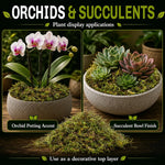 Sphagnum Moss for Reptiles – Natural Substrate for Humidity & Burrowing