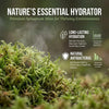 Sphagnum Moss for Reptiles – Natural Substrate for Humidity & Burrowing