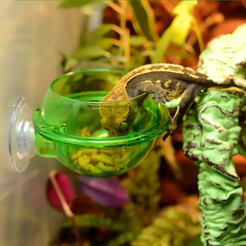 Suction-Cup Reptile Feeding Bowl – Transparent Green